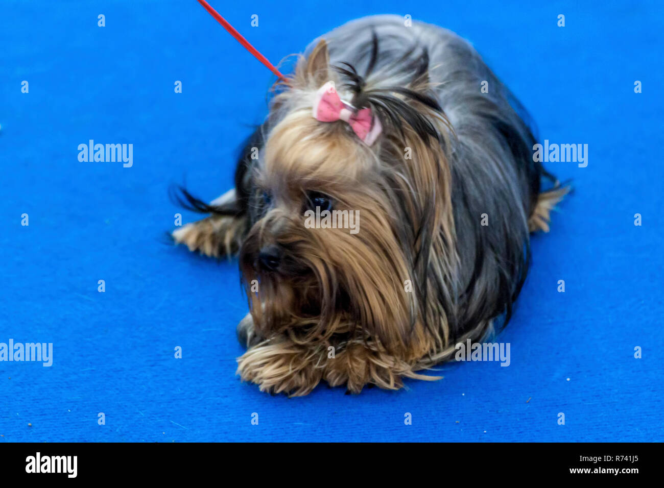 Cute Long Haired Yorkshire Terrier Stock Photo 228126477 Alamy