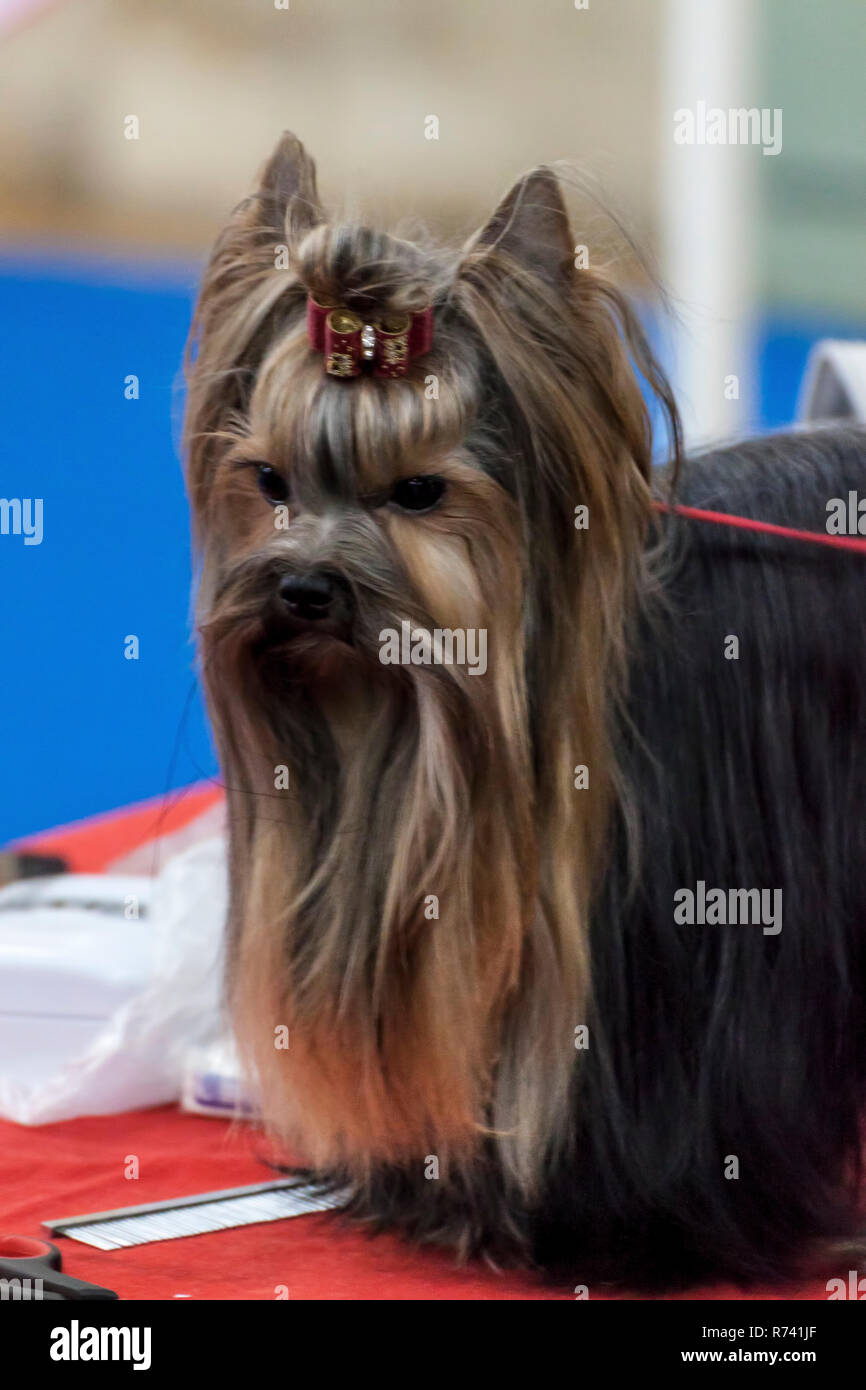 Cute Long Haired Yorkshire Terrier Stock Photo 228126487 Alamy