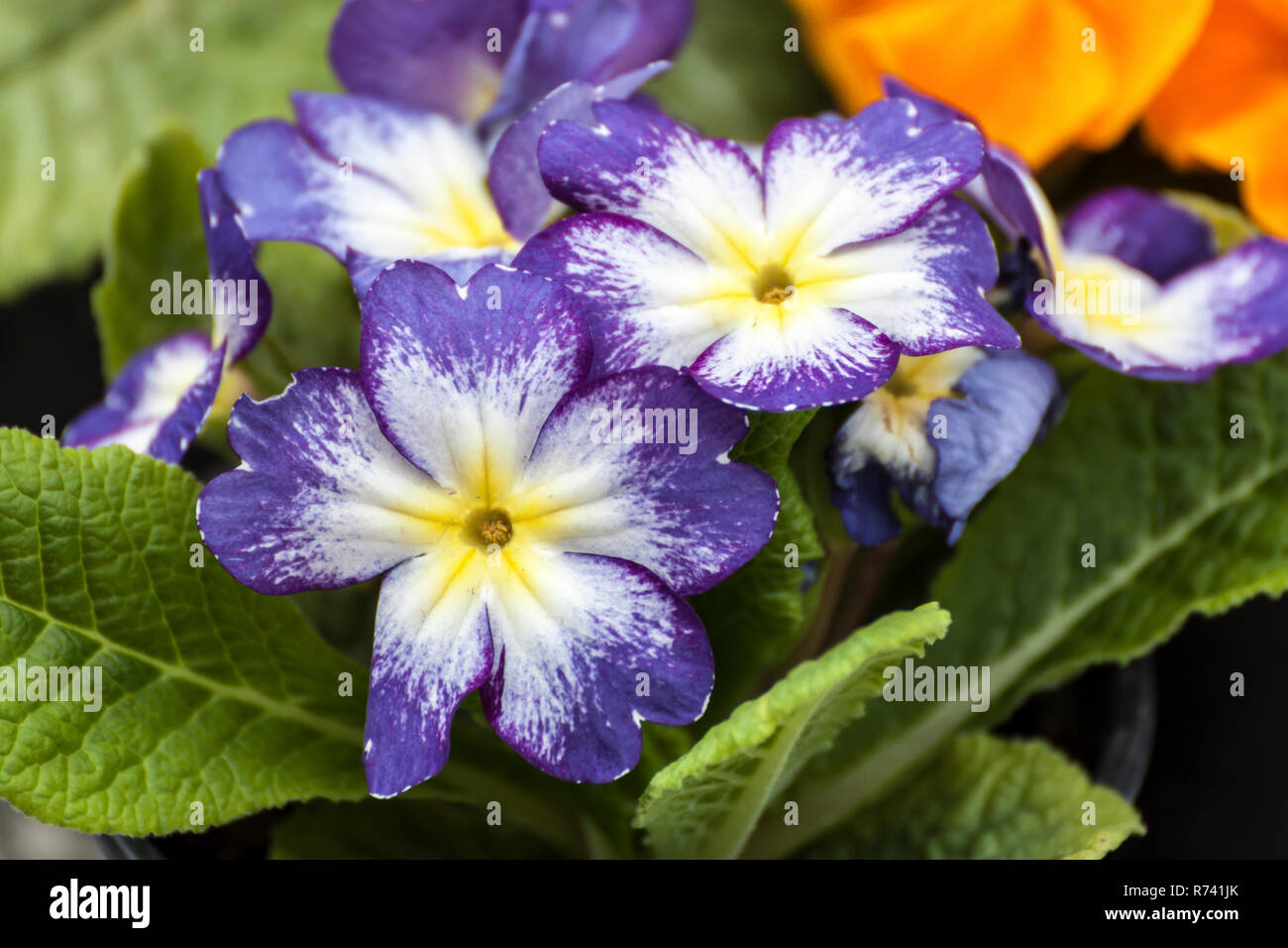 Violet primrose flower in a pot Stock Photo