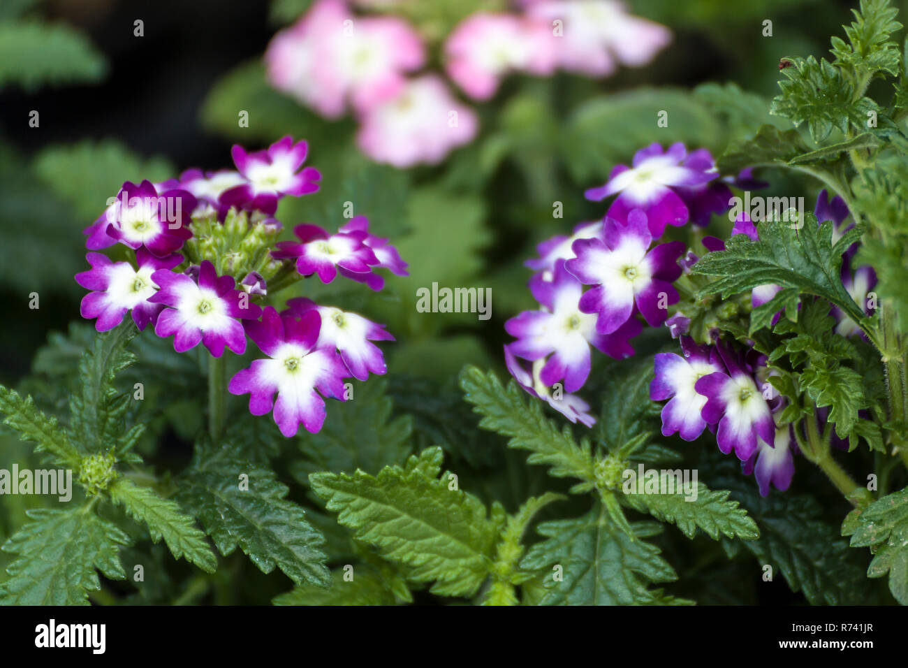 Violet verbena flower with green leaves Stock Photo