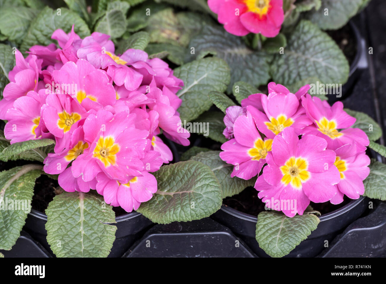 Pink primrose flower in a pot Stock Photo