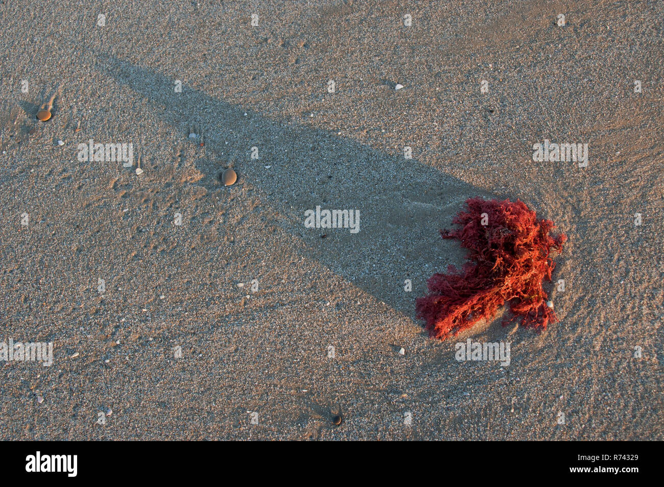Red seaweed and shadow on the textured sand at sunrise. Antithamnion plumula algae Stock Photo