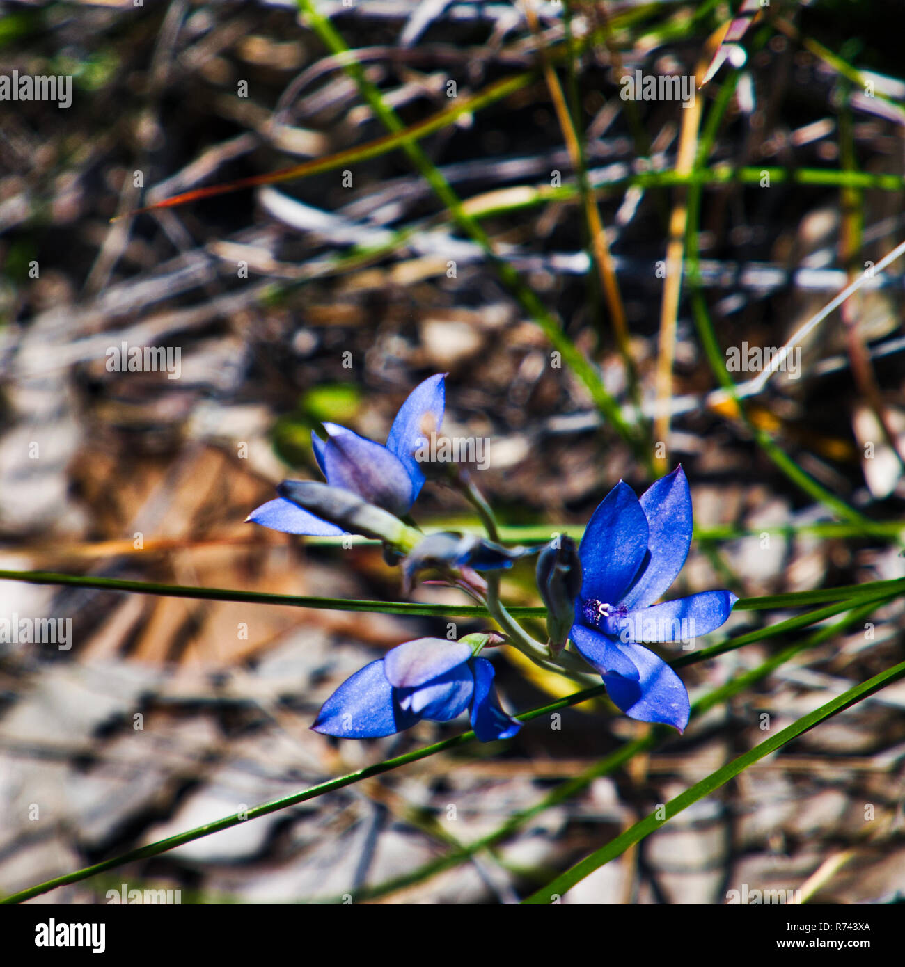 Thelymitra blue orchid photographed during botanical excursion in Ashbrook Park, Marangaroo, Wanneroo, Perth West Australian Native wildflowers.1 of 2 Stock Photo