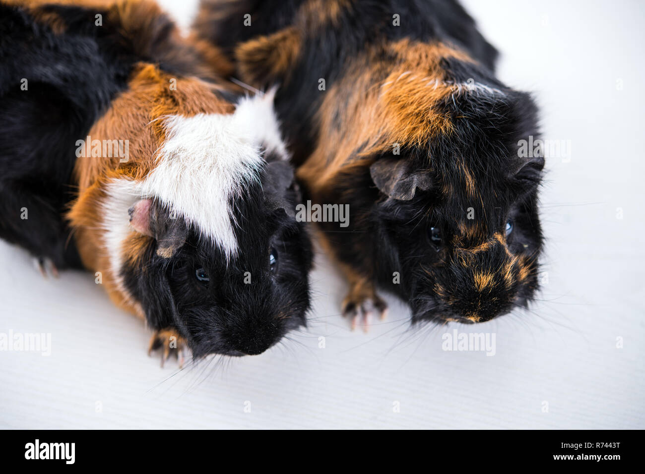 two black,white and red guinea pig Stock Photo