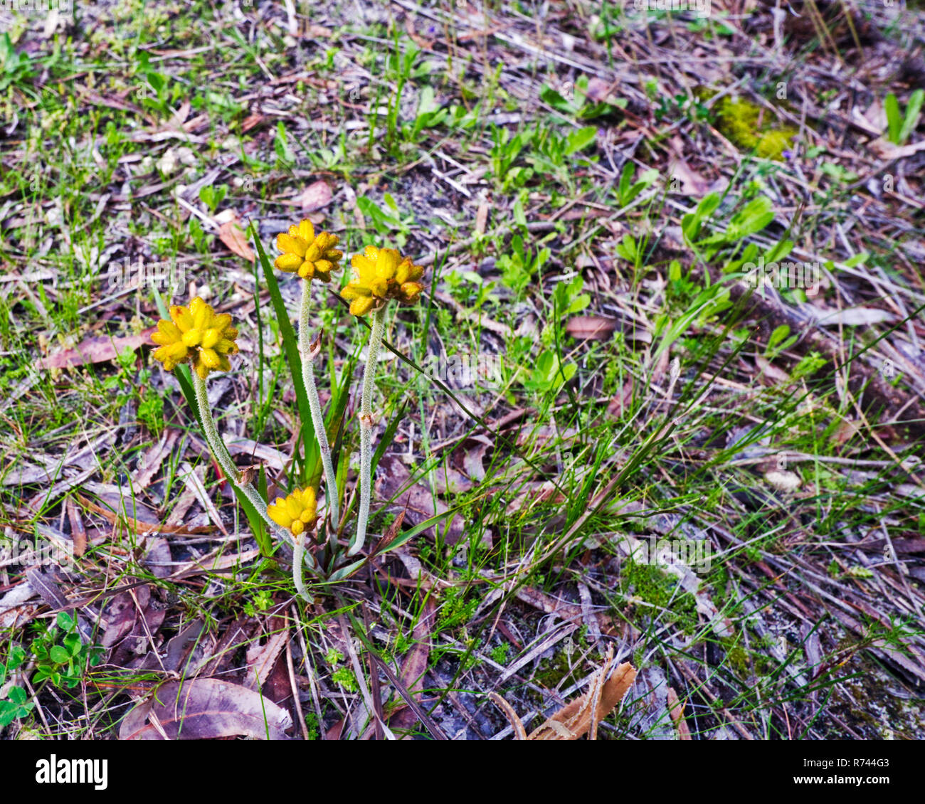 Conostylis flower buds opening sequence 1 of 7 a yellow west australian native wildflower Stock
