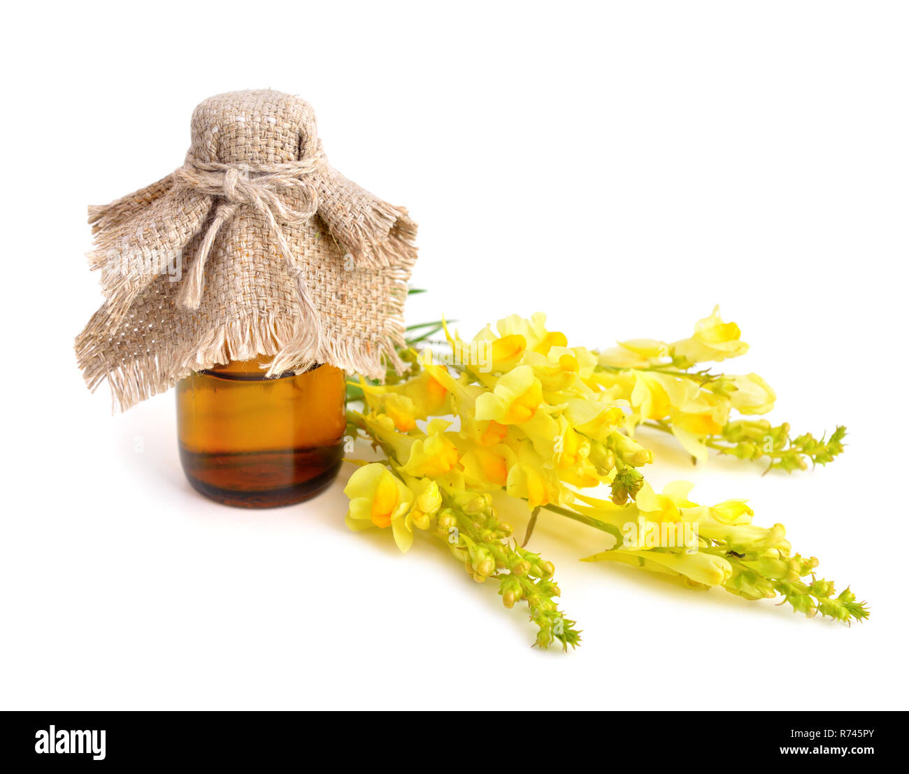 Linaria vulgaris, common toadflax, yellow toadflax, or butter-and-eggs. Isolated. Stock Photo