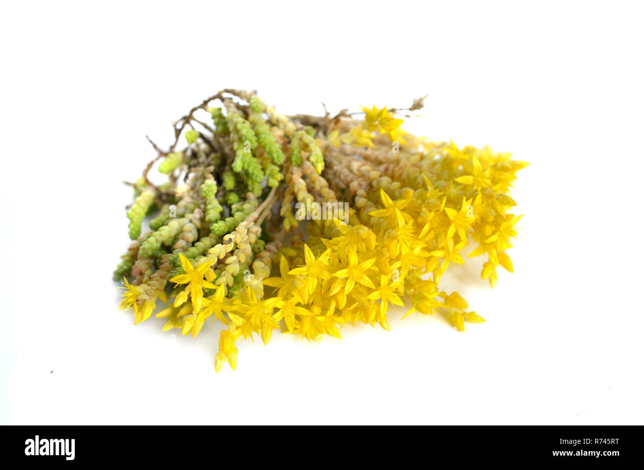 Sedum acre, goldmoss stonecrop, mossy stonecrop, goldmoss sedum, biting stonecrop. Isolated. Stock Photo