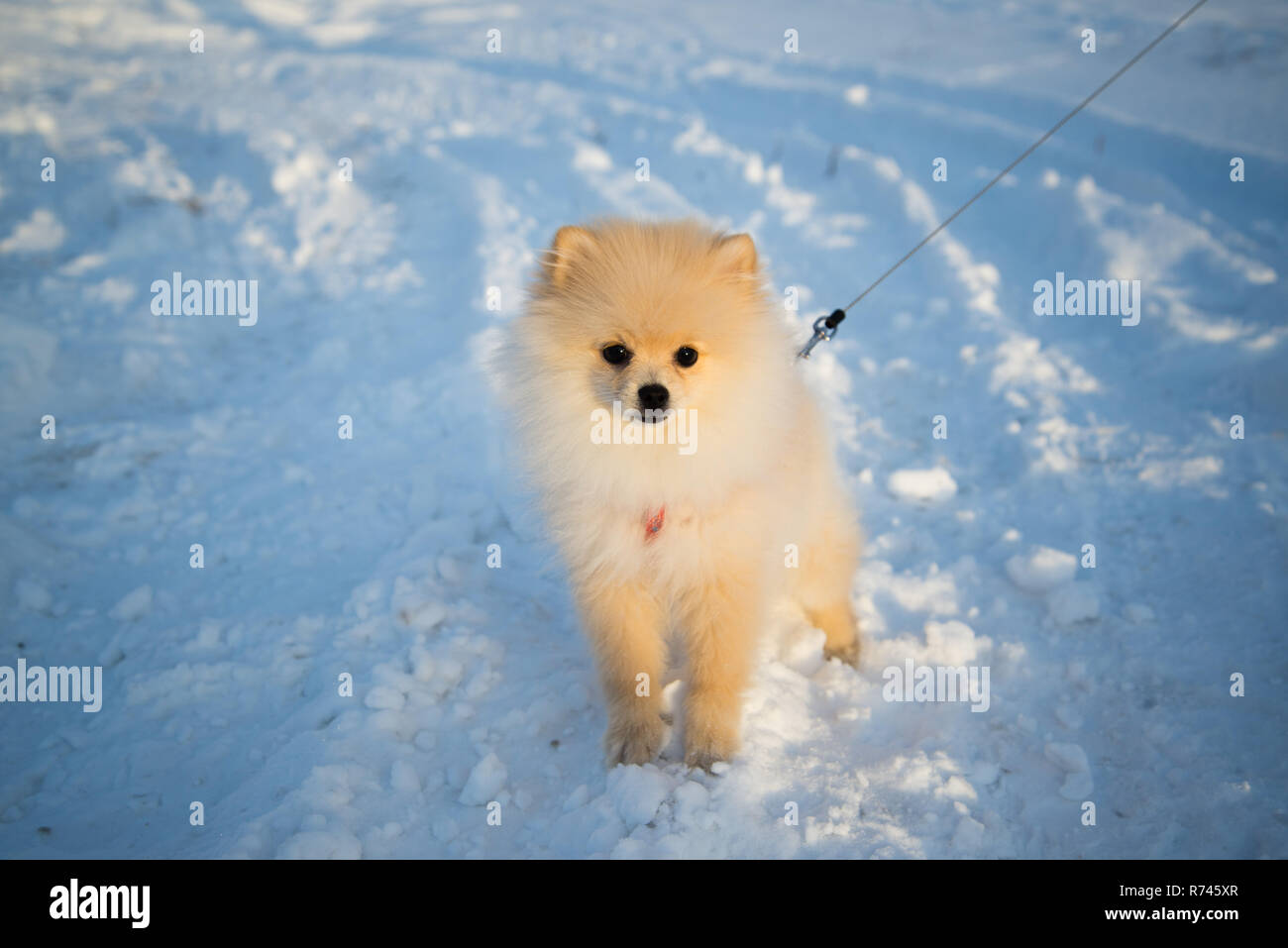 Pomeranian Dog In The Snow German Spitz On The Snow In The Morning In The Sun Dog On A Leash Stock Photo Alamy