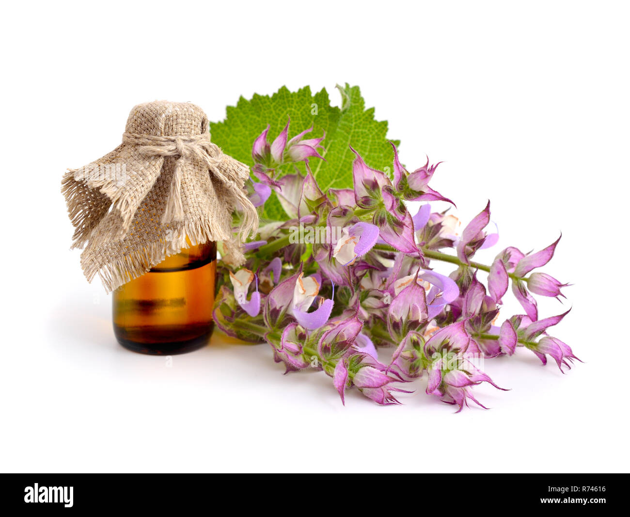 Salvia sclarea, clary, or clary sage, is a biennial or short-lived herbaceous perennial in the genus Salvia. Isolated on white background. Stock Photo