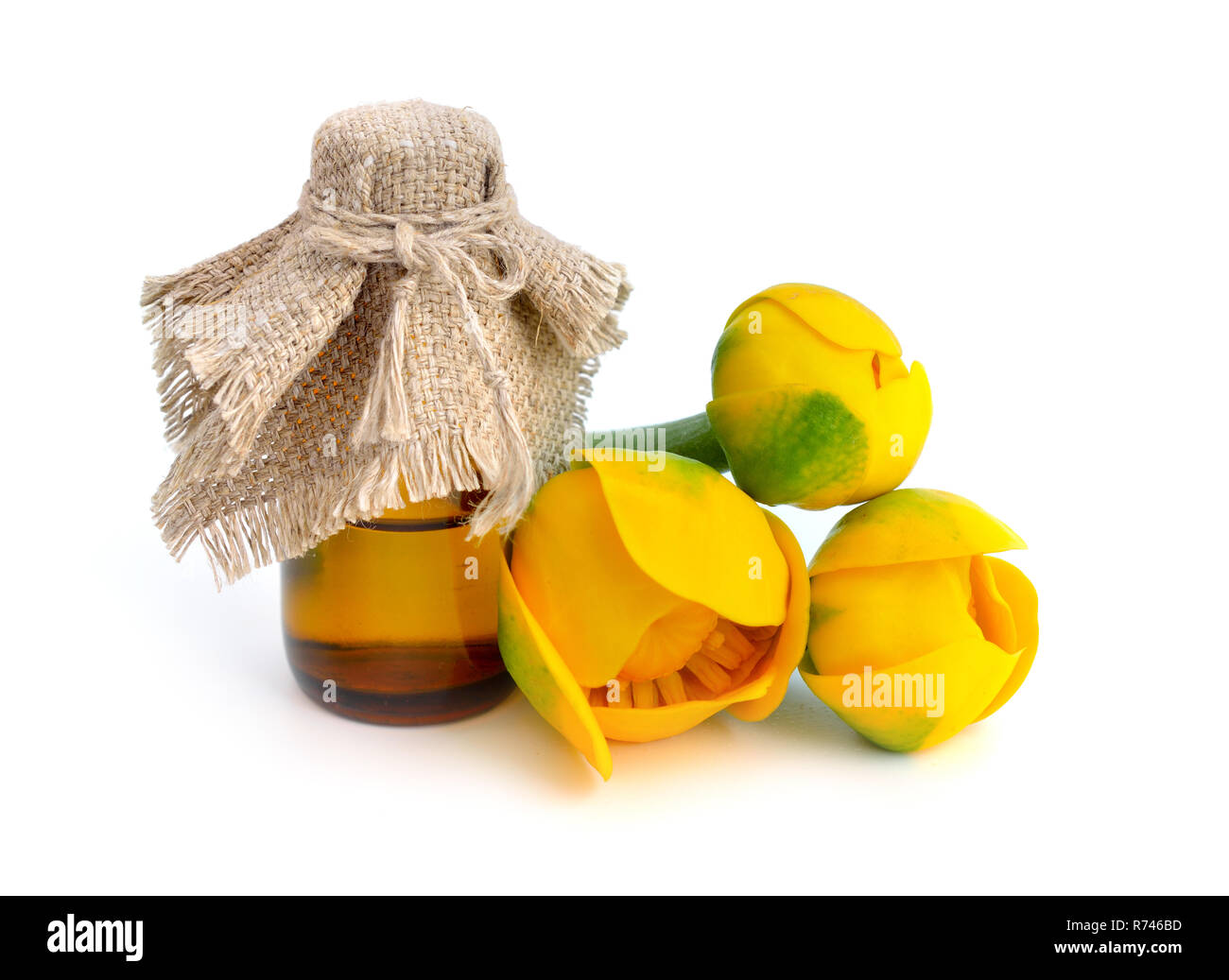 Nuphar lutea, Yellow Water-lily, Brandy-Bottle. Isolated on white background. Stock Photo