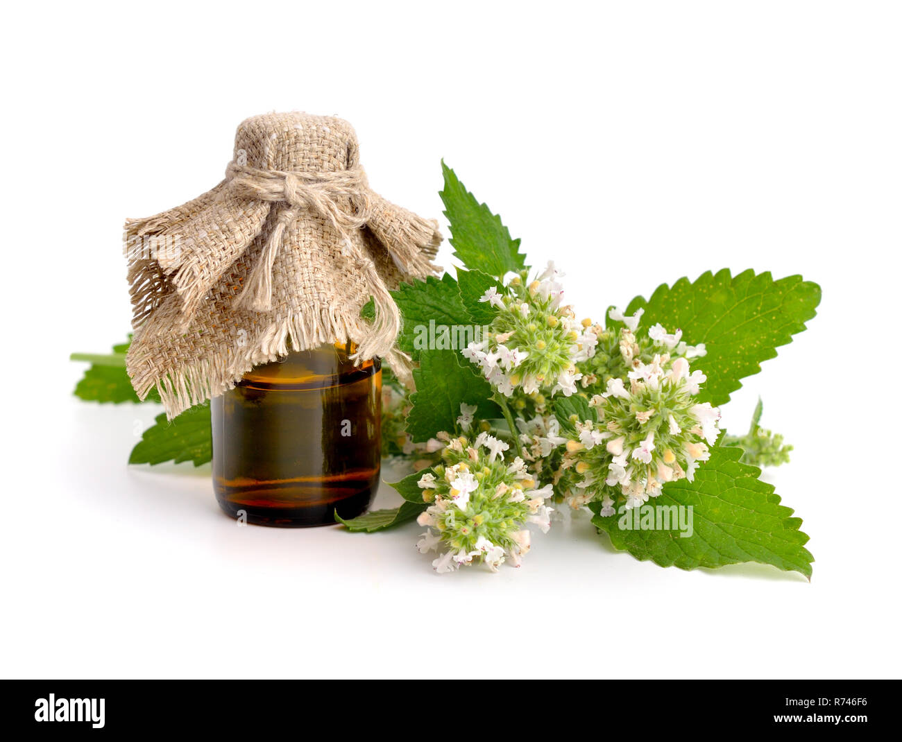 Nepeta cataria, commonly known as catnip, catswort, or catmint Stock ...