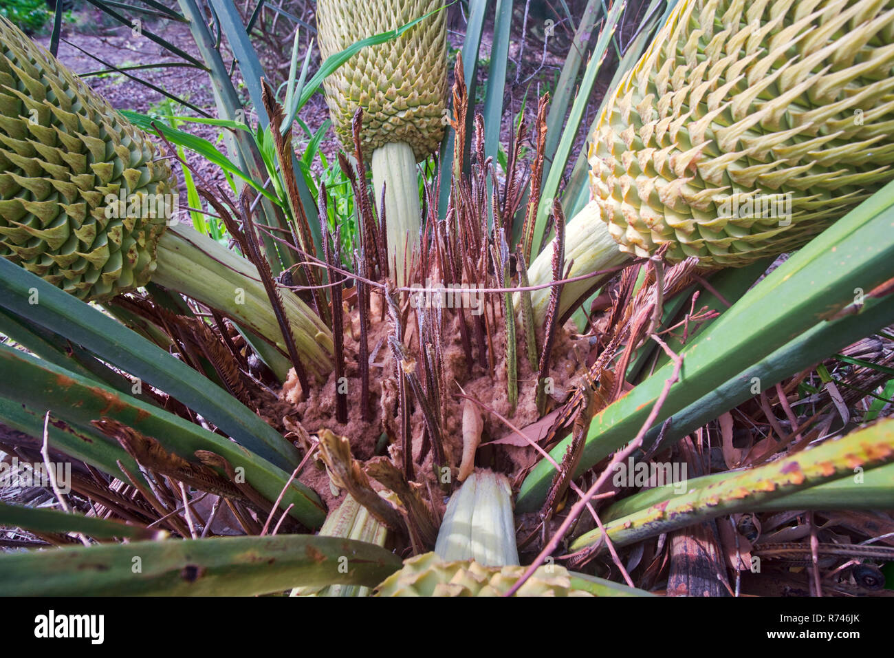 Macrozamia ridlei, zamia palm, female fowers in centre of bush Wanneroo ...