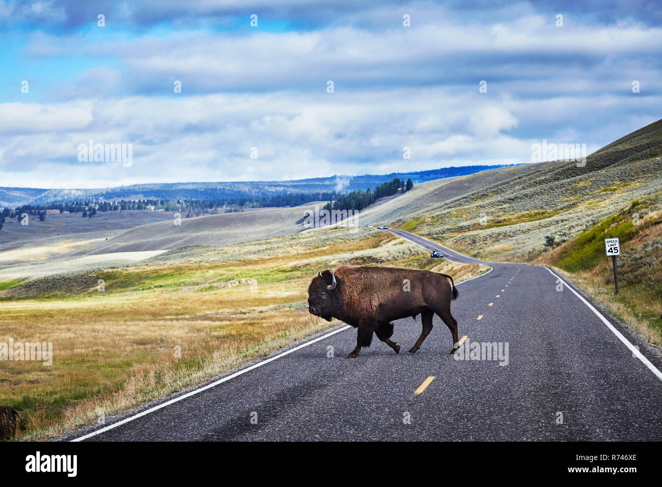 Bison crossing road, Yellowstone National Park, Canyon Village, Wyoming, USA Stock Photo