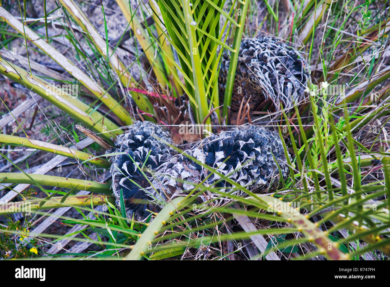 Macrozamia ridlei, mature zamia fruiting body with nuts, Australian native  vegetation makes food and fish poison and tinder 3 of three Stock Photo -  Alamy