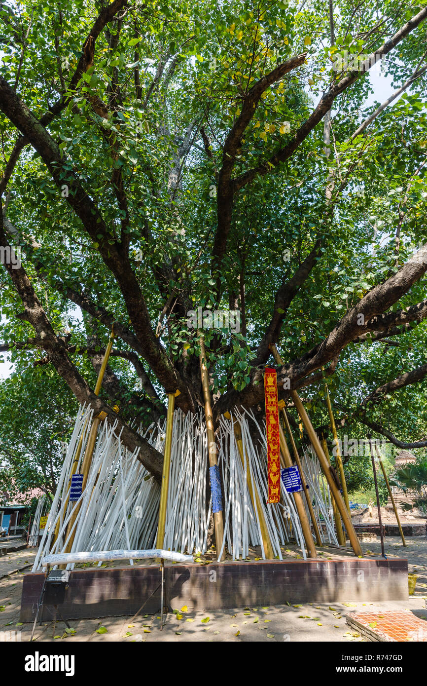 Props supporting Bodhi tree at Wat Chet Yot, Chiang Mai, Thailand Stock Photo