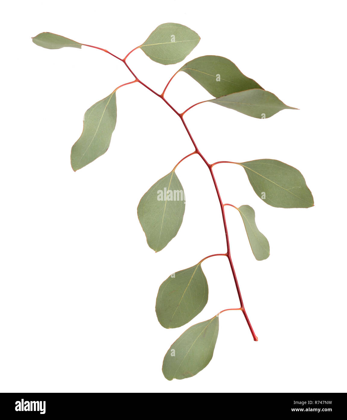 Eucalyptus viminalis hires stock photography and images Alamy