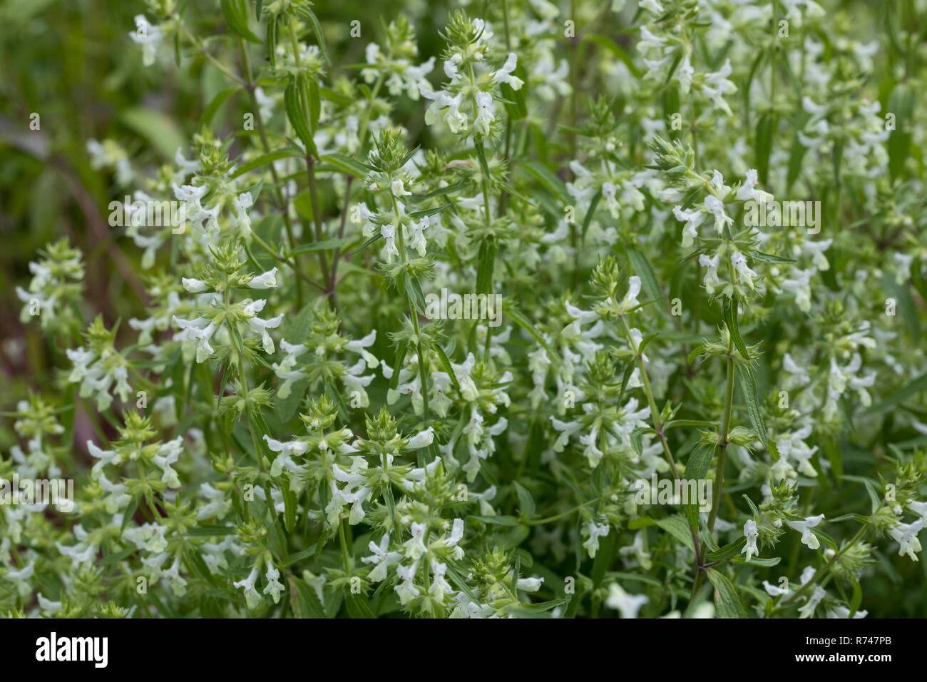 Einjähriger Ziest, Stachys annua, Annual Woundwort, Annual Hedgenettle Stock Photo