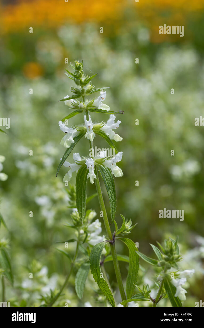 Einjähriger Ziest, Stachys annua, Annual Woundwort, Annual Hedgenettle Stock Photo