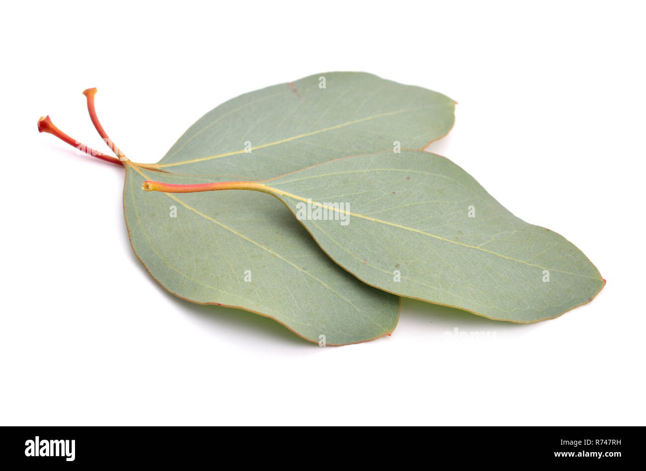 Eucalyptus viminalis hi-res stock photography and images - Alamy