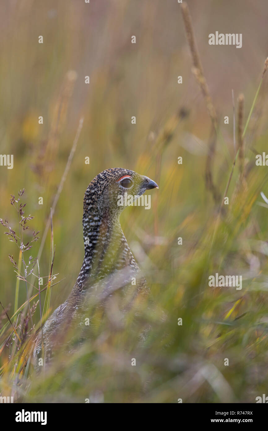 Alpen-Schneehuhn, Alpenschneehuhn, Schneehuhn, Lagopus muta, Lagopus mutus, ptarmigan, rock ptarmigan, Le Lagopède alpin Stock Photo