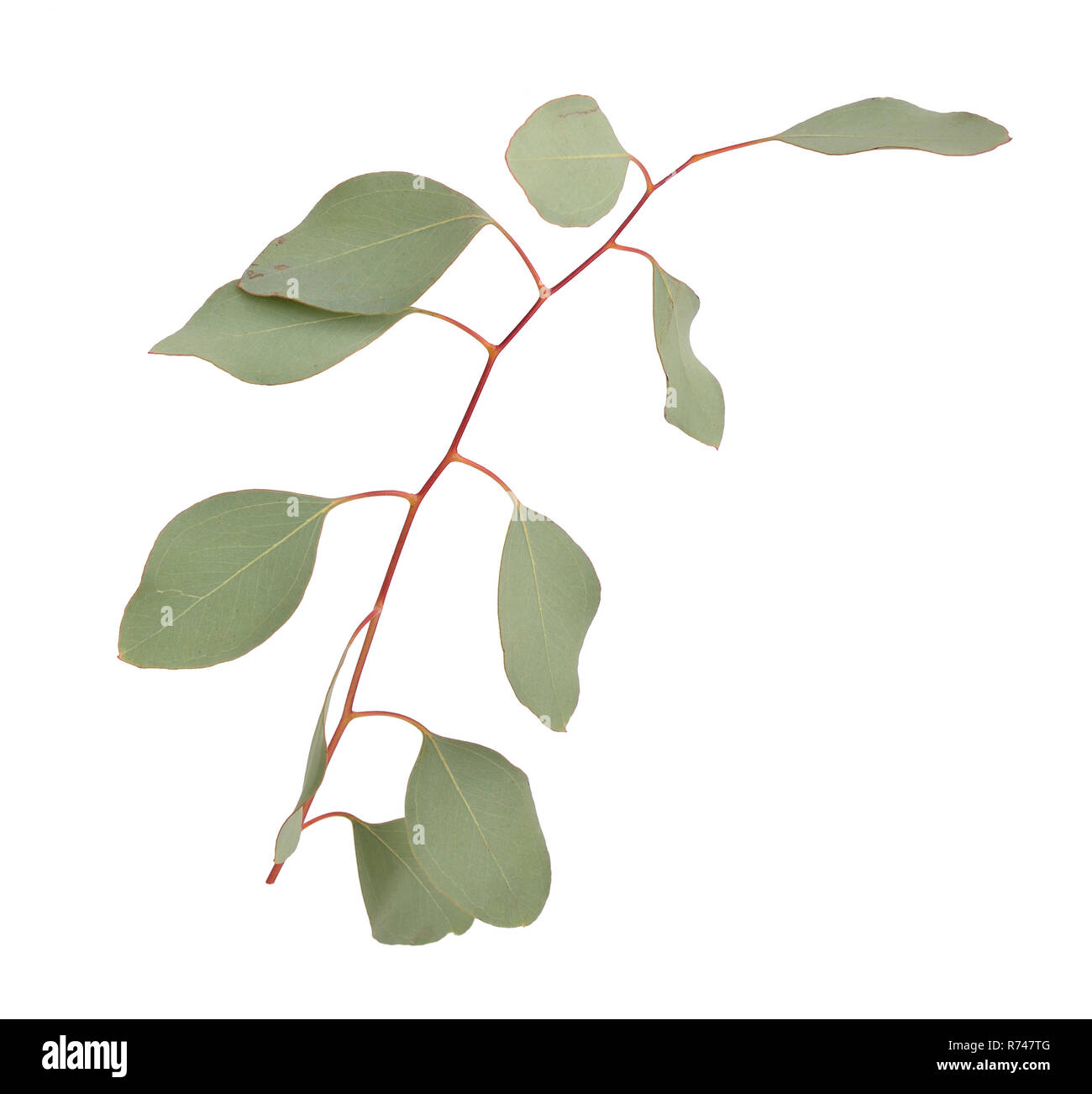 Eucalyptus viminalis hires stock photography and images Alamy