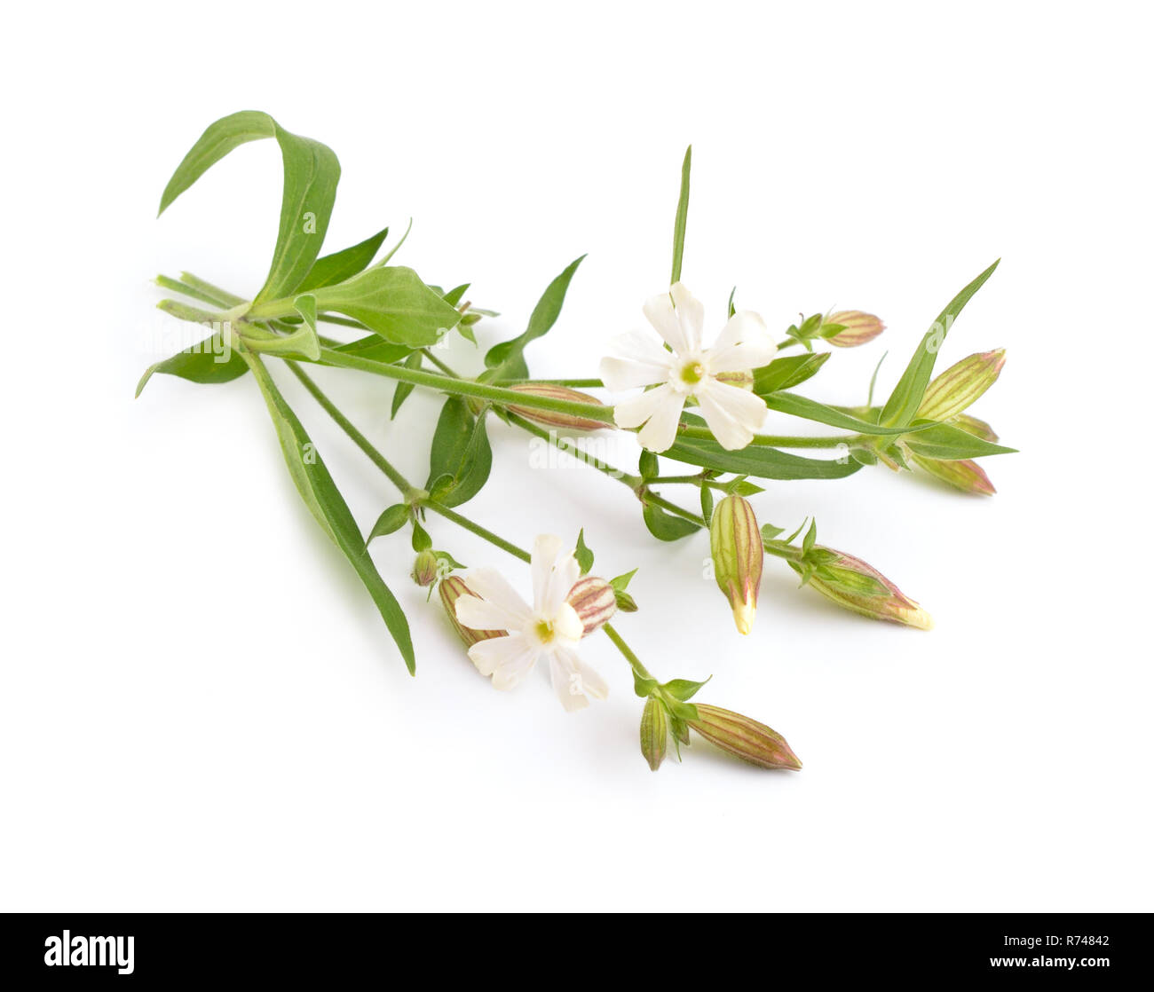 Silene. Common names include campion and catchfly. Isolated. Stock Photo