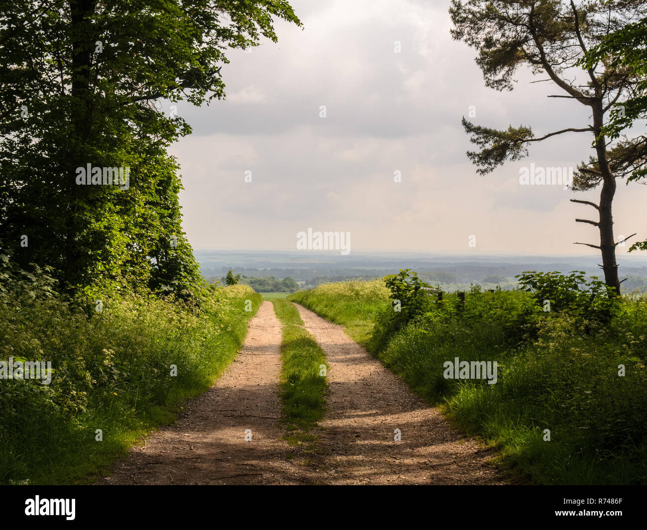 An unpaved track runs through traditional copse woodland and agricultural fields on Cranborne Chase in south west Wiltshire, with the landscape of eas Stock Photo