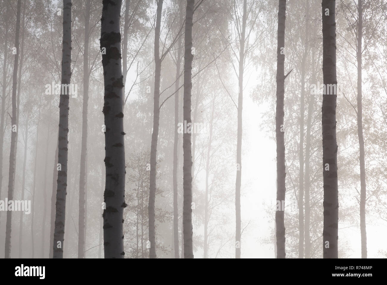 Woodland tree trunks in mist, Lohja, Southern Finland, Finland Stock Photo