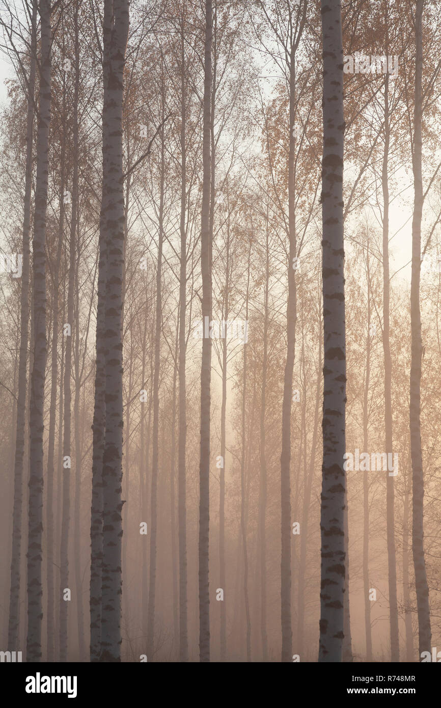 Woodland tree trunks and tops in mist, Lohja, Southern Finland, Finland Stock Photo