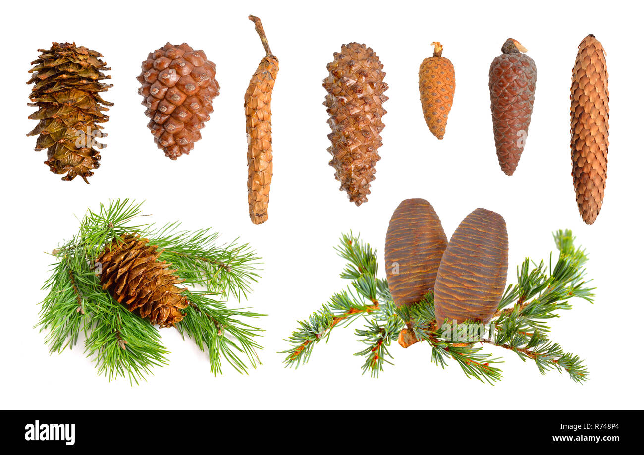 Coniferous cones collection. Isolated on white background. Stock Photo