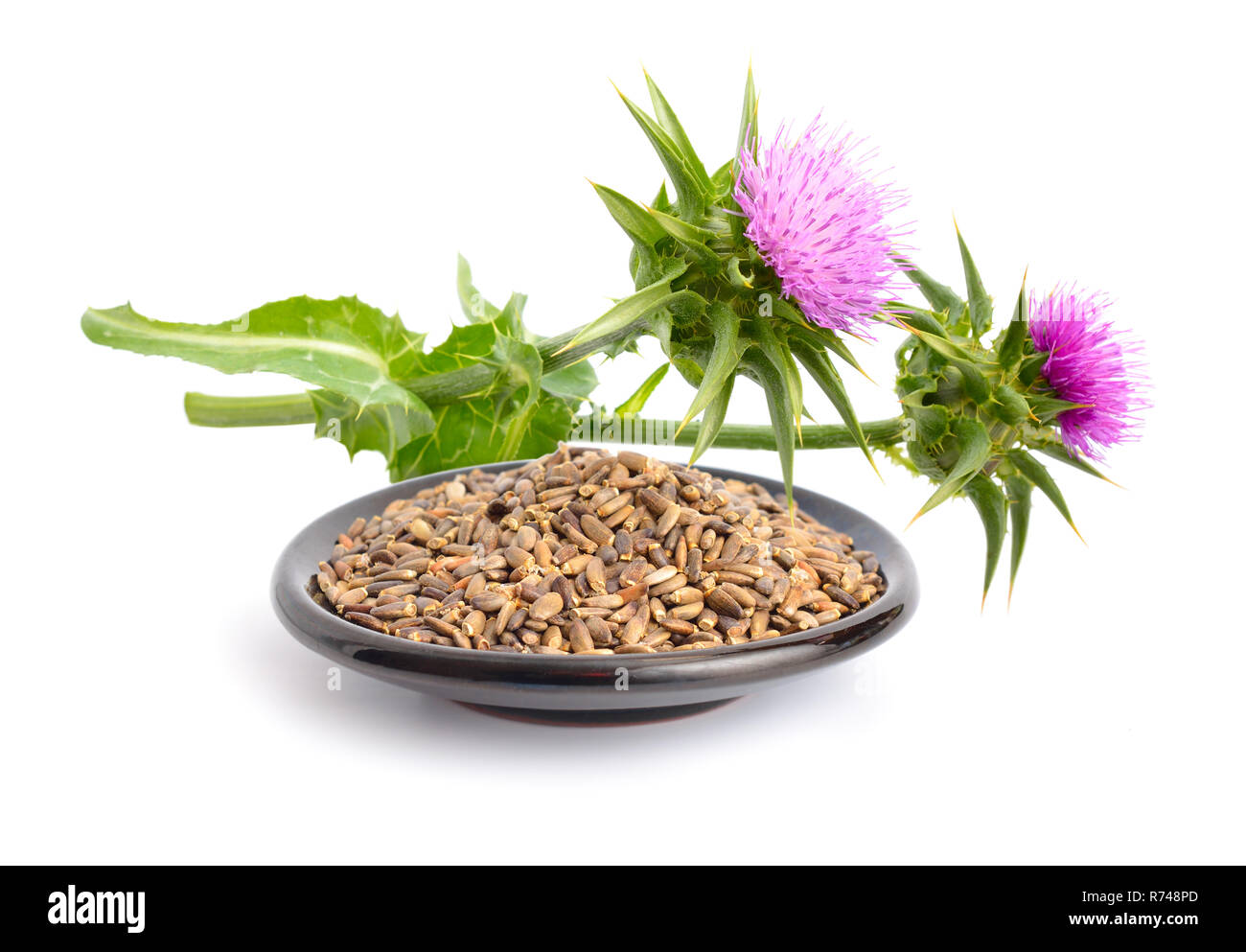 Milk thistle flowers with seeds. Isolated. Stock Photo