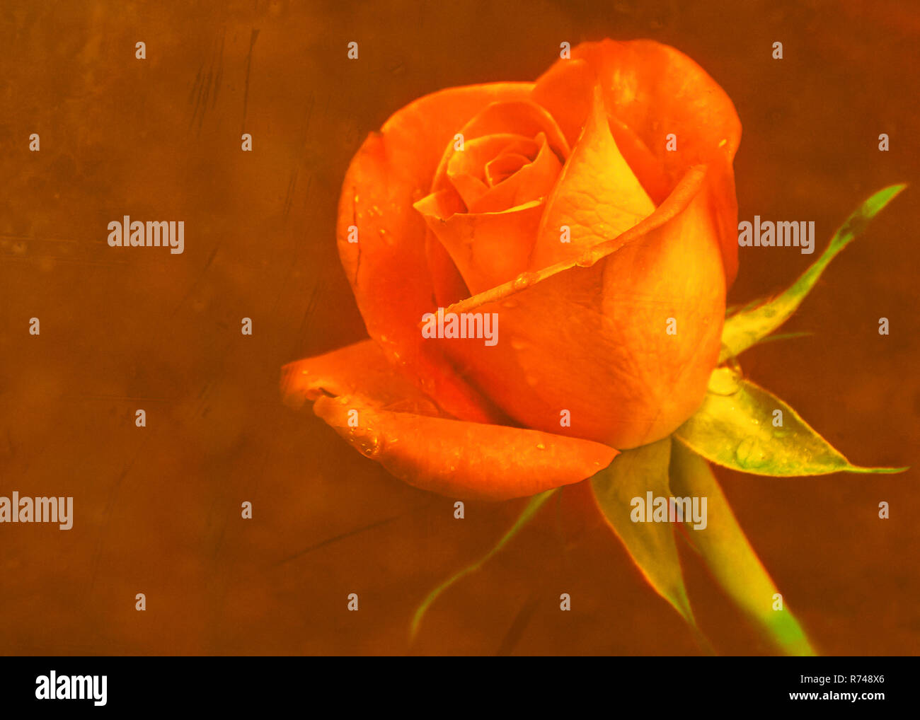 Saffron Rose in Beautiful Light Stock Photo Alamy