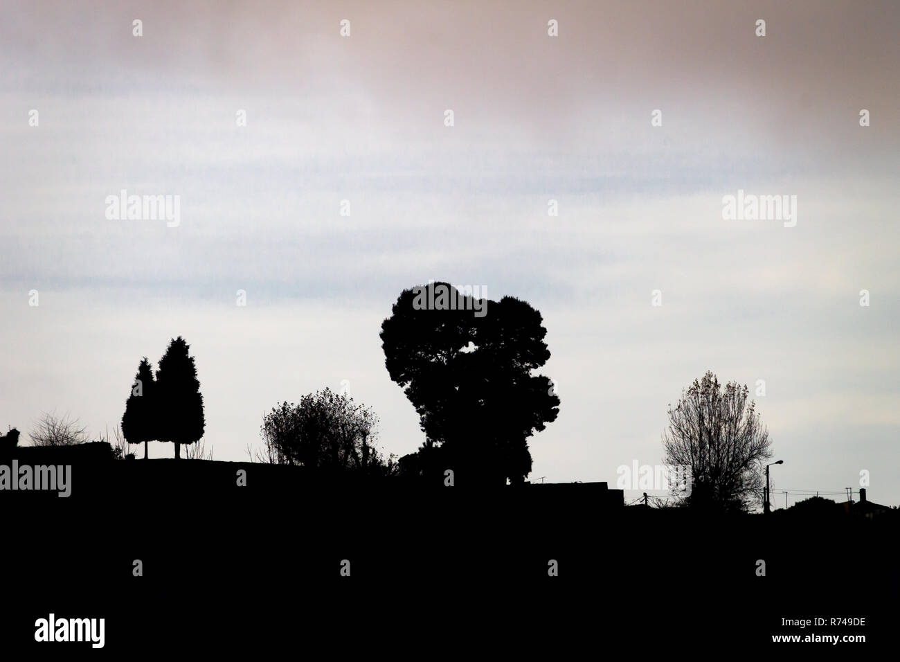 Various trees sillhouettes sit on a cloudy sky background. Copy space. Stock Photo
