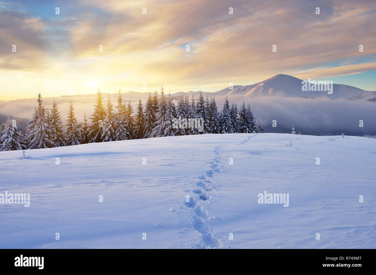 Winter landscape with sunrise in the mountains. The path in the snow. Carpathians, Ukraine, Europe Stock Photo