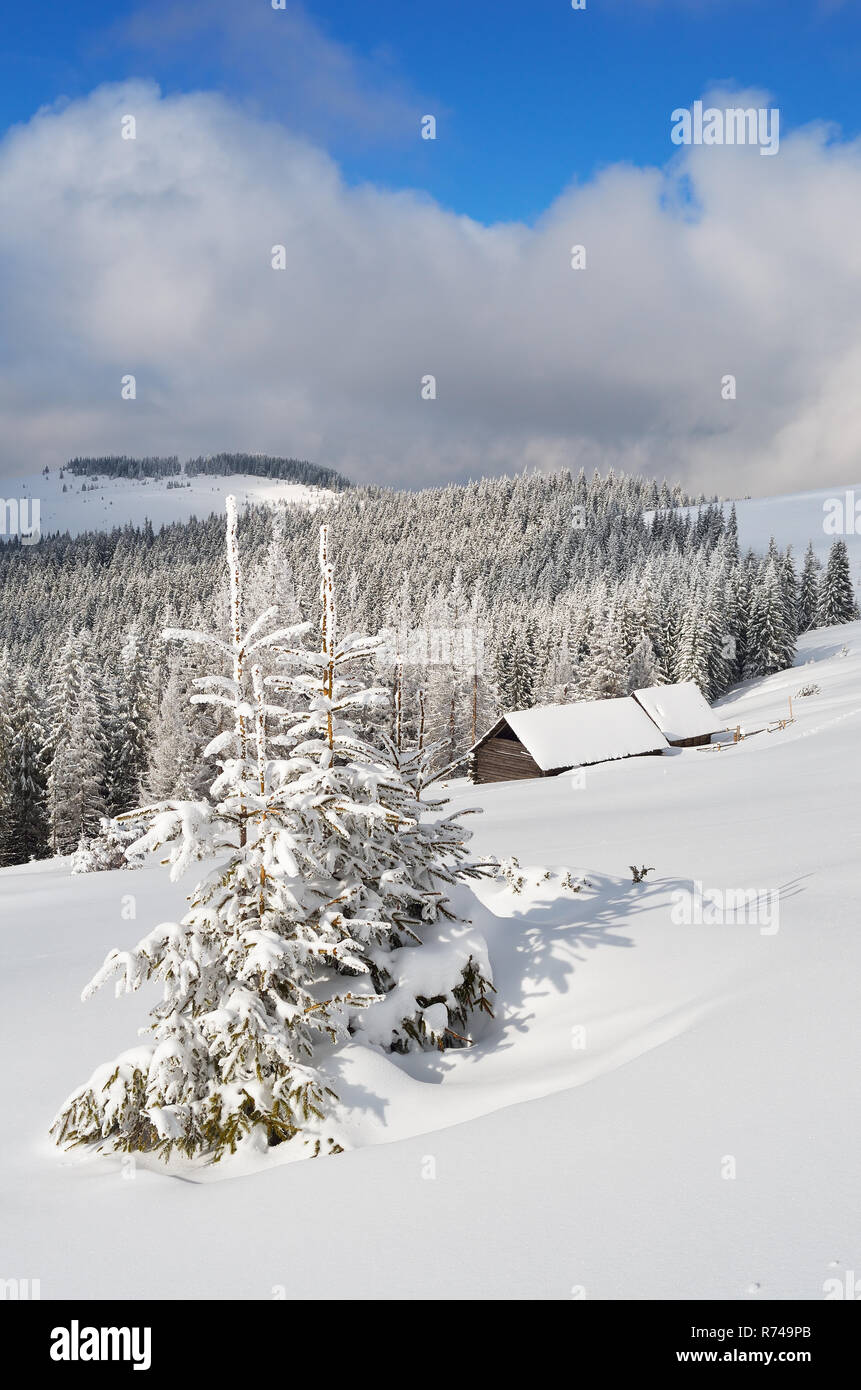 Mountain valley with huts in the winter season. Young fir under snow. Carpathian Mountains, Ukraine, Europe Stock Photo