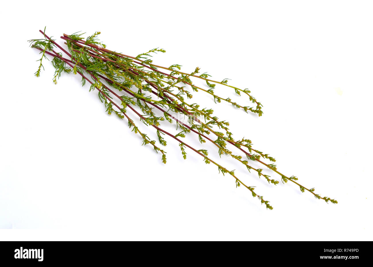 Artemisia cina, commonly known as santonica (zahr el shieh el -khorasani), Levant wormseed, and wormseed. Isolated on white background. Stock Photo