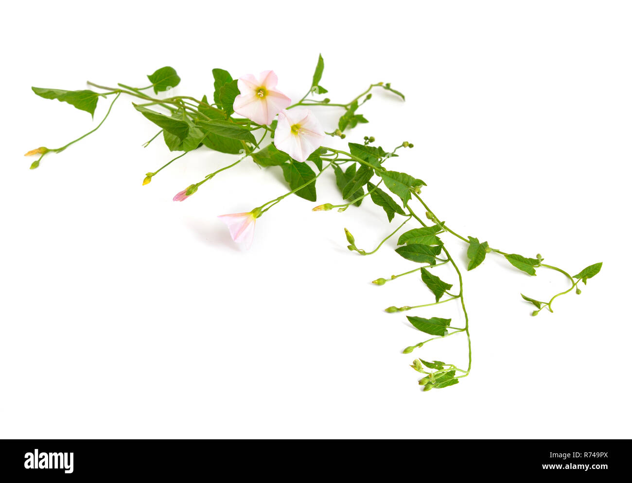 Convolvulus arvensis, field bindweed. Isolated on white background. Stock Photo