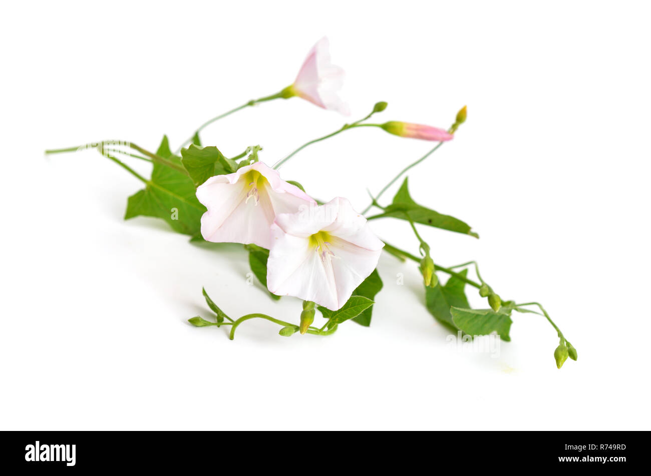 Convolvulus arvensis, field bindweed. Isolated on white background. Stock Photo