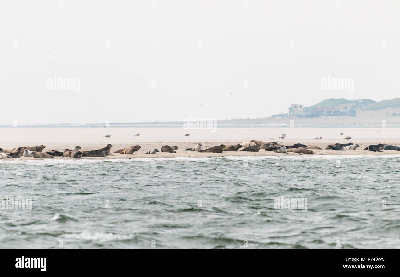 A group of seals are lying on a sandbank before the coast in the Waddensea in the Netherlands. Stock Photo