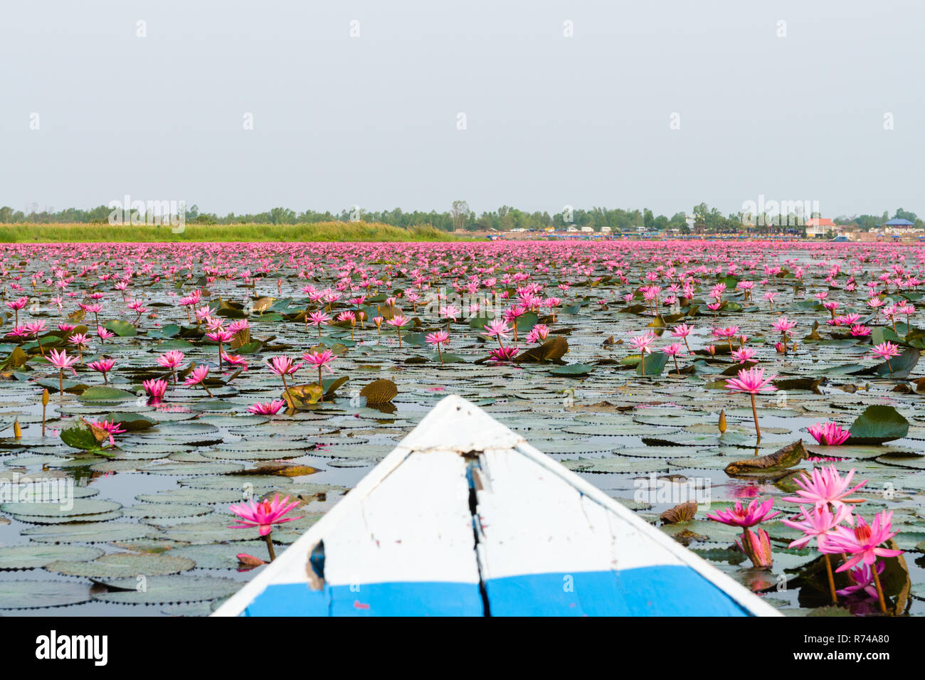 Morning boat ride on Red Lotus Lake (Talay Bua Daeng), Kumphawapi, Udon Thani, Thailand Stock Photo