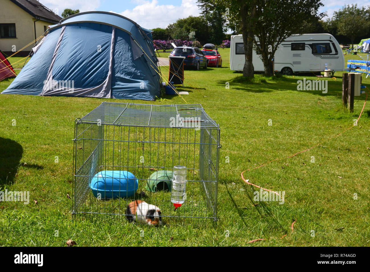 Guinea Pig Camping, campsite, Veryan, Cornwall, UK. Camping and Caravanning Club Stock Photo