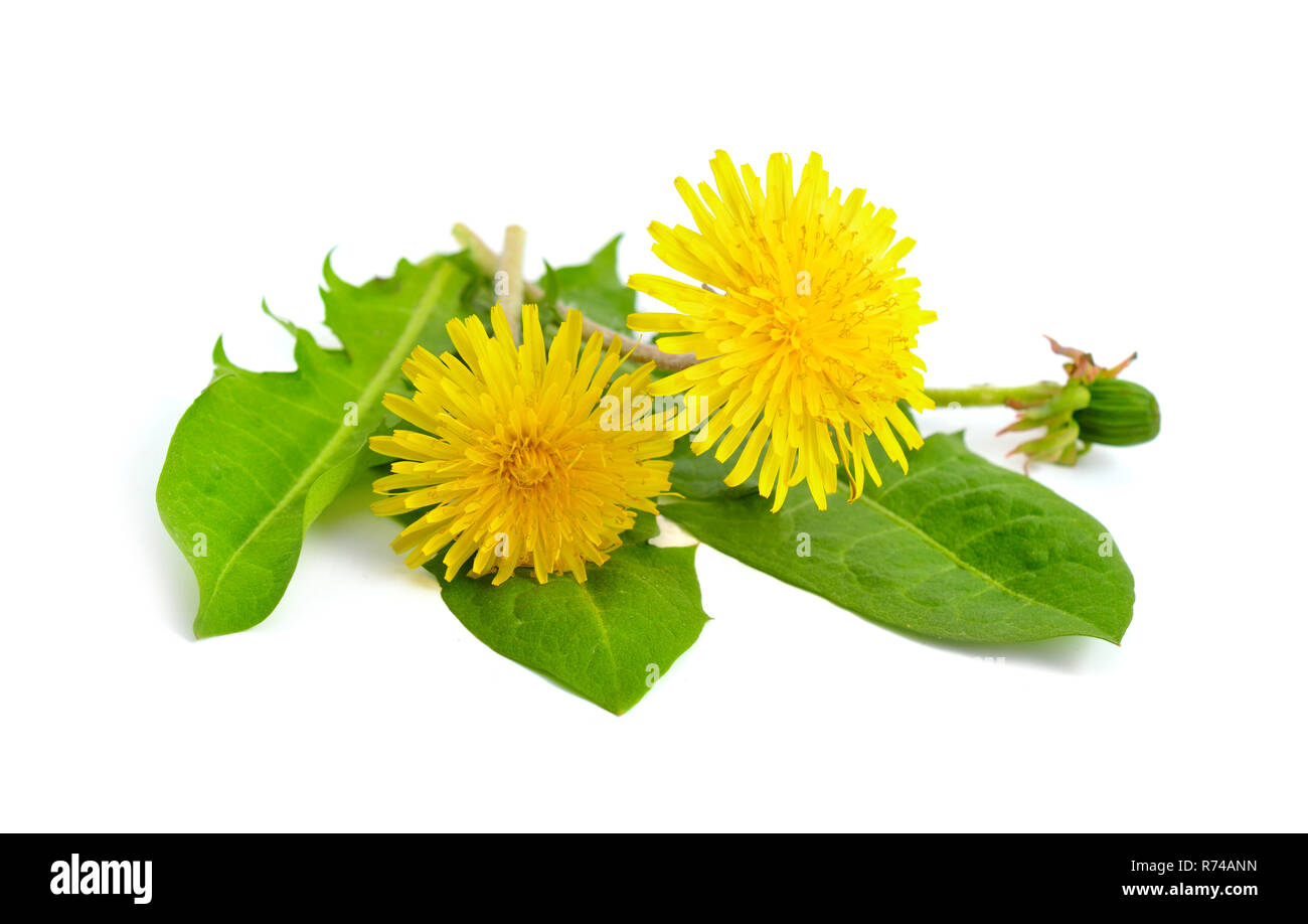 Dandelion flowers. Isolated on white background. Stock Photo