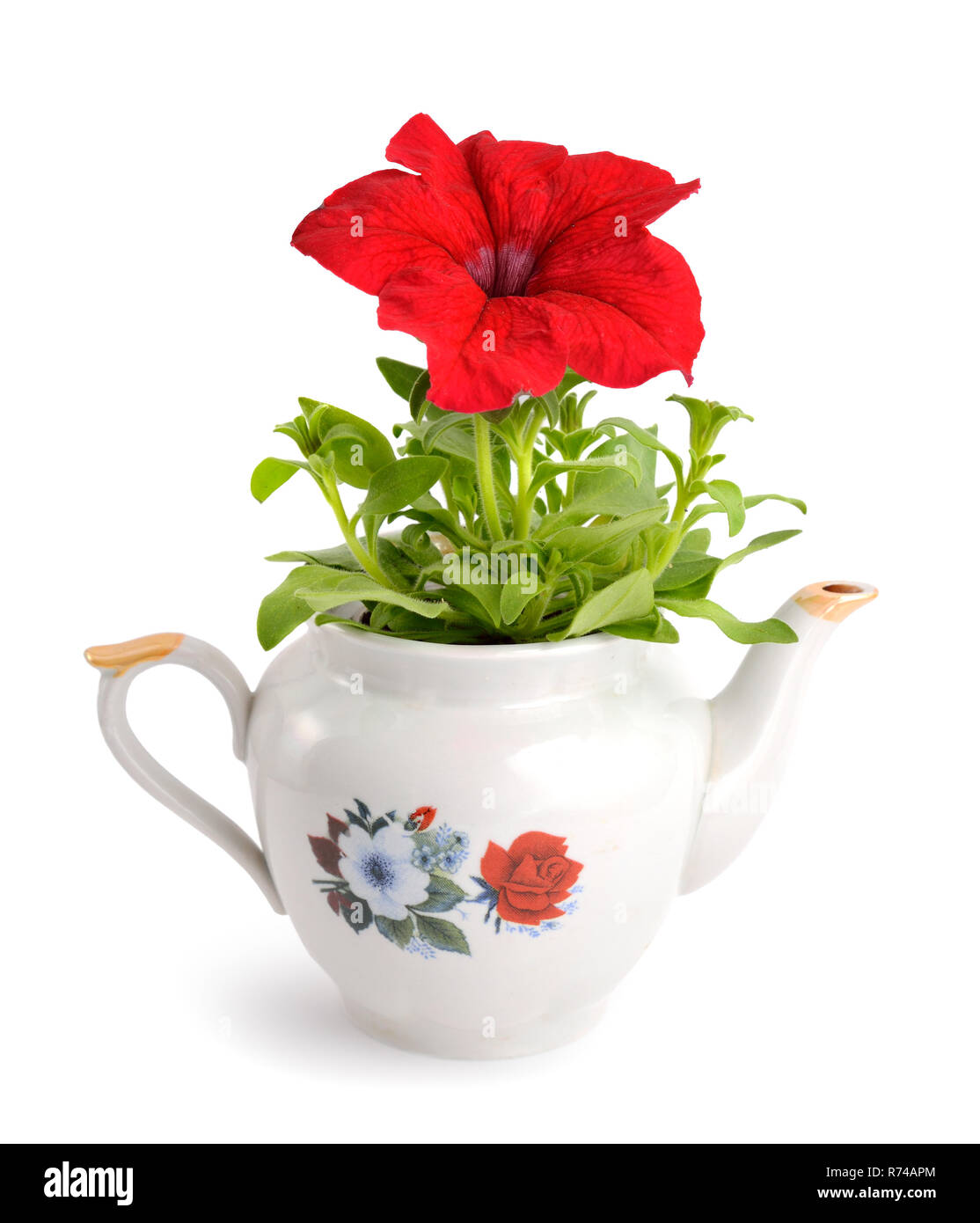 Purple Petunia in a teapot. Isolated on white background. Stock Photo