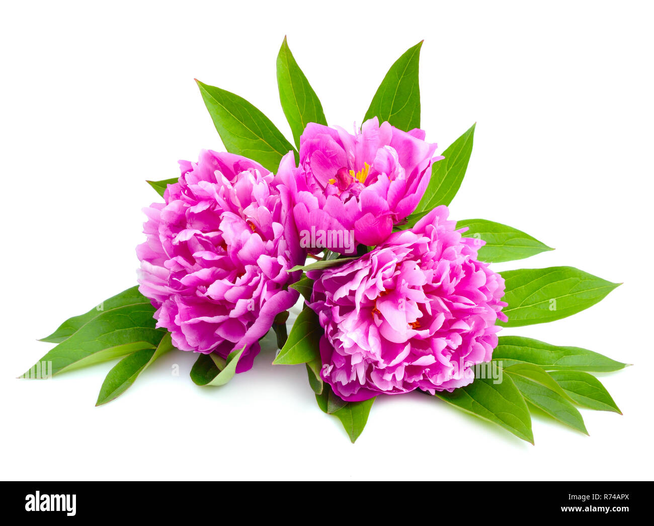 Pink peonies isolated on a white background Stock Photo - Alamy