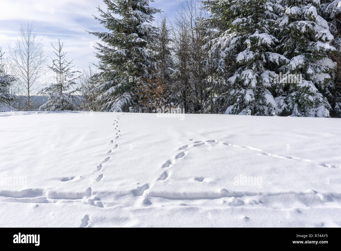 Traces of animals on the snow. In the background covered with snow high spruce trees and hazy blue sky. Sunny winter day. Stock Photo
