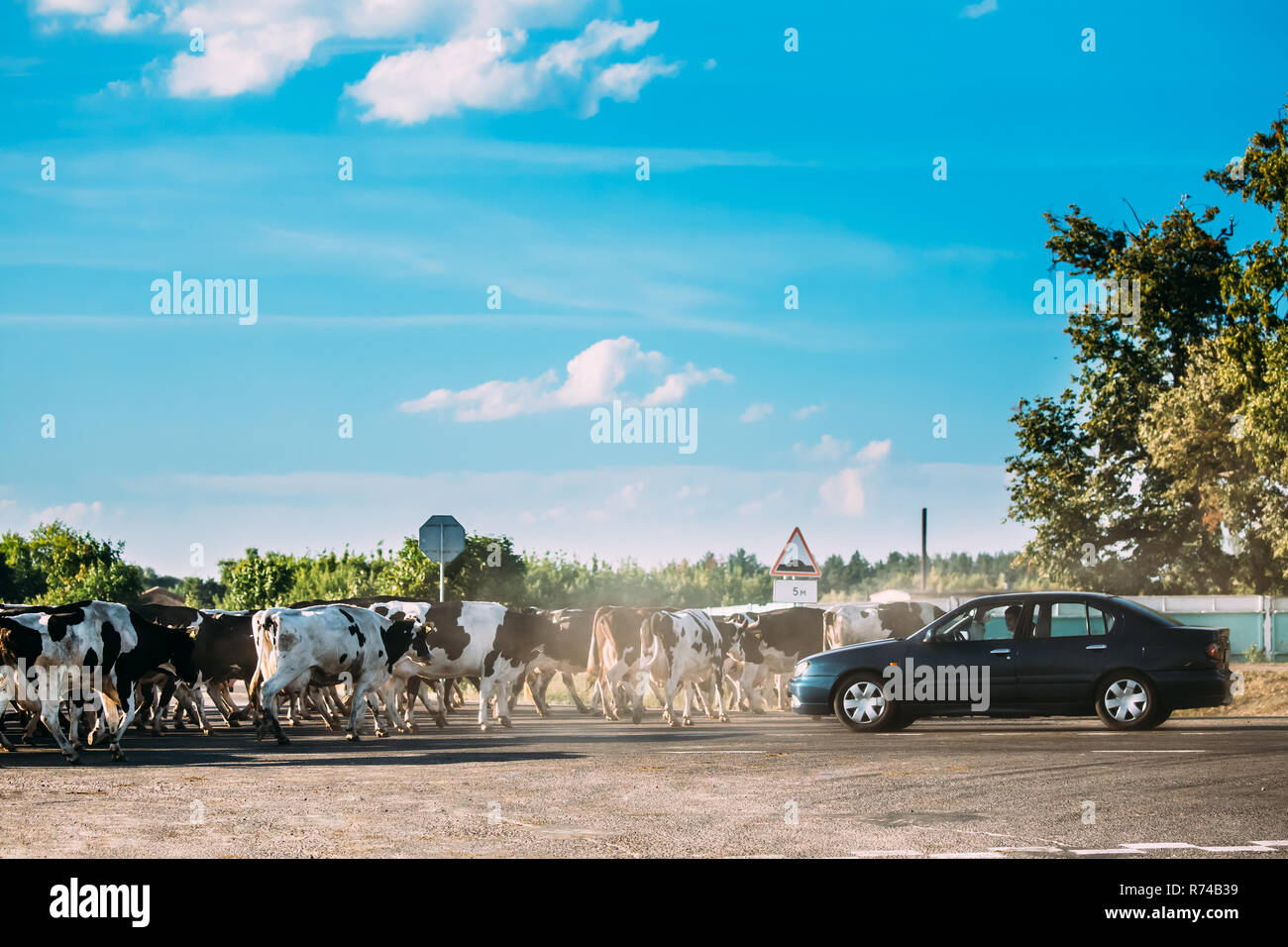 Herd Of Cattle Cows Dangerous Crossing Road In Countryside  Opposite Cars. Cattle Crossing On Dusty Road. Stock Photo
