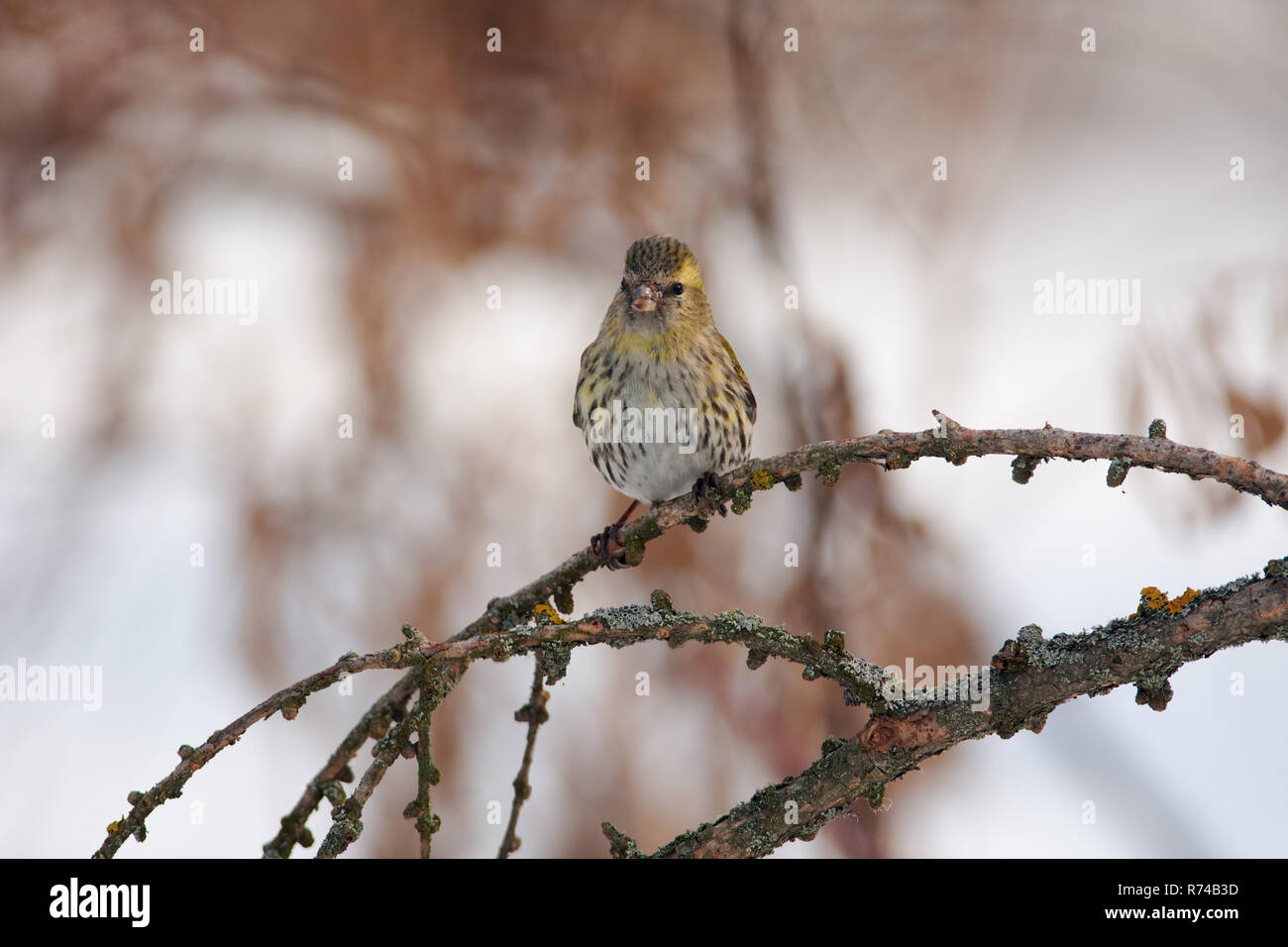 Siskin (Spinus spinus) sits on a larch branch in high spirits in a forest park in early spring. Stock Photo