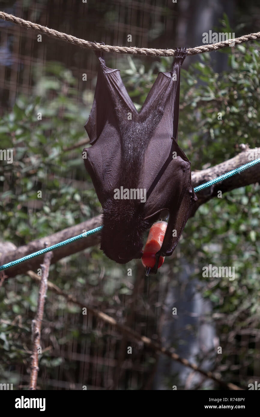 Giant fruit bat hires stock photography and images Alamy