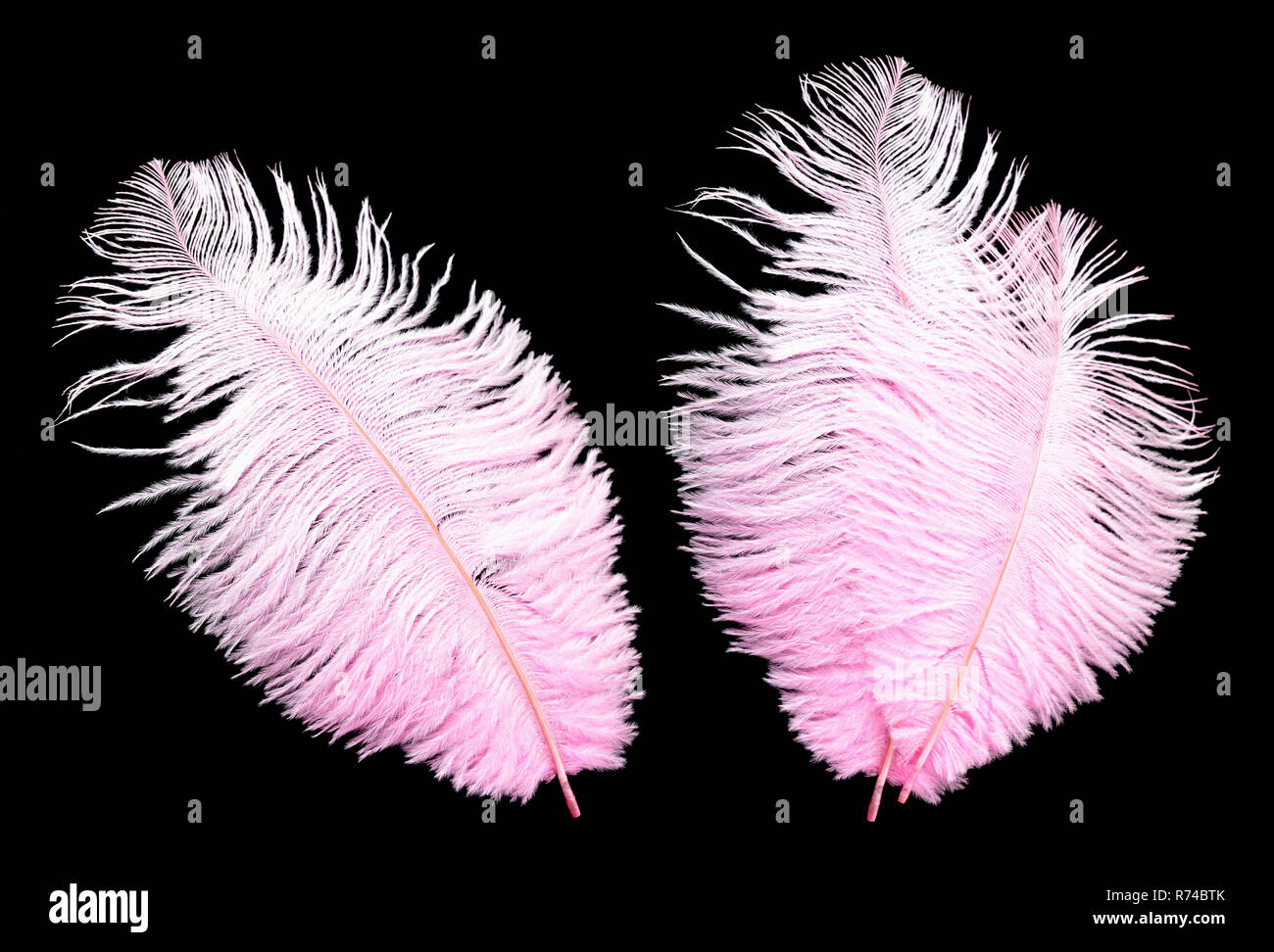 Big pink feathers on black background Stock Photo - Alamy