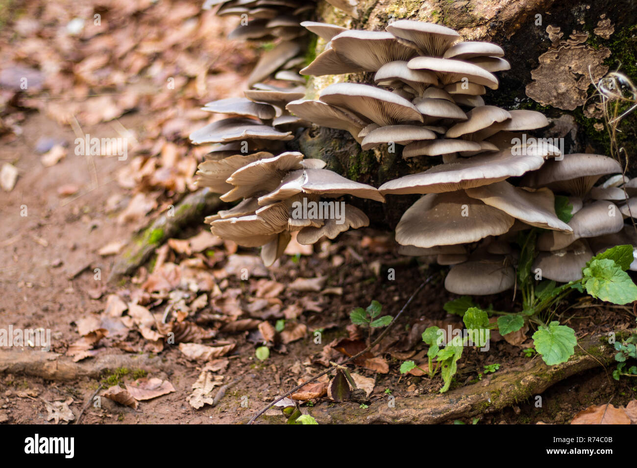 A cluster of mushrooms growing from a tree stump Stock Photo